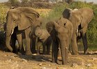 Elefanten, Elephants, Namibia