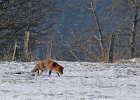 Fuchs, Eifel, Februar 2012