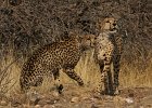 Gepard, Cheetah, Namibia