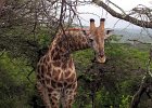 Giraffe,  S&#38;uuml;dafrika