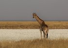 Giraffe, Namibia