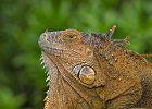 Gr&#38;uuml;ner Leguan, Green Iguana,  Costa Rica