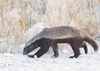 Honigdachs, Honey Badger,Namibia