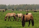 Konik Pferde, Oostvaardersplassen (NL)