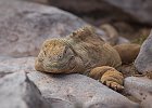 Landleguan, South Plaza, Galapagos