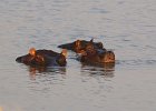 Nilpferd Familie, Hippopotamus, Namibia