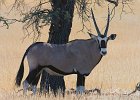 Oryxantilope, Oryx antelope, Namibia