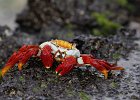 Rote Klippenkrabbe, Galapagos