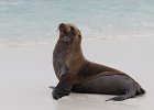 Seel&#38;ouml;we, Espanola, Galapagos