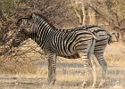 Steppenzebra, BurchellÂ´s Zebra, Namibia