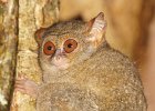 Tarsier, Nordsulawesi (Indonesien)