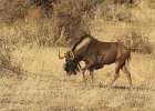 Weissschwanzgnu, Black Wildebeest, Namibia