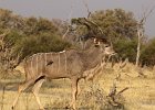 Kudu, Botswana