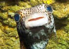 Gepunkteter Igelfisch, Submerge Rock, Cocos Island