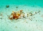 Knurrhahn, Sea Robin, North Seymour, Galapagos, August 2013