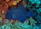 Blaustreifen-Dr&#38;uuml;ckerfisch, Blue Triggerfish, Shaab Sharm