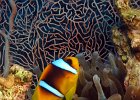 Rotmeer- Anemonenfisch, Gabr el Bint