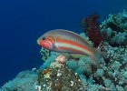 Rotmeerjunker, thalassoma rueppellii, Yolanda Reef