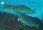 Buckelkopfpapageienfisch, USS Liberty, Bali