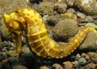 Dorniges Seepferdchen hippocampus sp., Alam Batu Hausriff, Bali