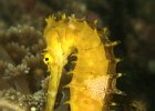 Dorniges Seepferdchen,  Thorny Seahorse,  Hippocampus hixtrix, Tanjung Kubur