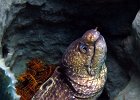 Gelbkopfmur&#38;auml;ne, Fimbriated Moray, Makawide, Lembeh Strait