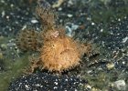 Hairy Frogfish, Lembeh Strait, Hair Ball