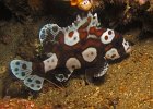 Harlekin S&#38;uuml;&#38;szlig;lippe, Harlequin Sweetlip, Nudi Retreat, Lembeh Strait