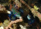 Mandarin-Leierfische, Bianca, Lembeh Strait