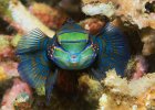 Mandarinfish, Lembeh Strait, Bianca