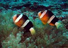 Orangeflossen-Anemonenfisch, Batu Tiga, Bangka Island