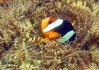 Orangeflossen-Anemonenfisch, Menjangan, Bali