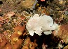 Riesen Anglerfisch Giant Frogfish Antennarius commerson Bunaken 2017