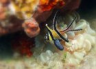 Banggai Kardinalbarsch, Lembeh Strait, Nord-Sulawesi