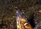 Schlangenaal, Snake Eel, Hairball, Lembeh Strait