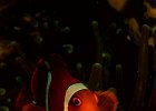 Stachel Anemonenfisch Spinecheek Anemonefish Premnas biaculeatus  Bunaken 2017