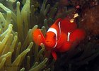 Stachel-Anemonenfisch, Kobong, Lembeh Strait