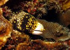 Sternfleckenmur&#38;auml;ne, Snowflake Moray Eel, Nudi Retreat, Lembeh Strait