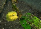 W&#38;uuml;rfel-Kofferfisch, juvenile boxfish, TK3, Lembeh Strait