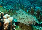 Fransen Teppichhai Tasselled Wobbegong Eucrossorhinus dasypogon Raja Ampat 2016