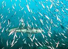 Schwarzspitzen Riffhai Black Tip Reef Shark Carcharhinus melanopterus Raja Ampat 2016