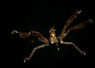 Orang Utan Krabbe Orang Utan Crab Achaeus japonicus Lembeh 2017