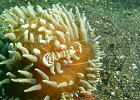 Partnergarnele, Periclimees mangificus in Anemone, Lembeh Strait, Nord Sulawesi