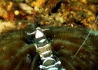 Partnergarnele, periclimenes magnificus, Critter Hunt, Lembeh Strait
