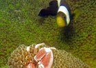 Porzellankrebs und Anemonenfisch, Hausriff Pondok Sar