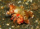 Anemone Hermit Crab, Dardanus pedunculatus, Lembeh Strait, Retak Larry