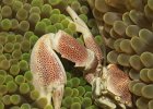 Anemonenkrabbe Spotted Porcelain Crab, Neopetrolisthes maculatus