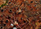 Boxer Crab and Tiger Shrimp, Bangka Island
