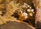 Squat Shrimp, thor amboinensis, Lembeh Strait