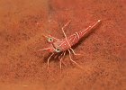 Dancing Shrimp, Rhynchocinetes durbanensis, Raja Ampat, Four Kings